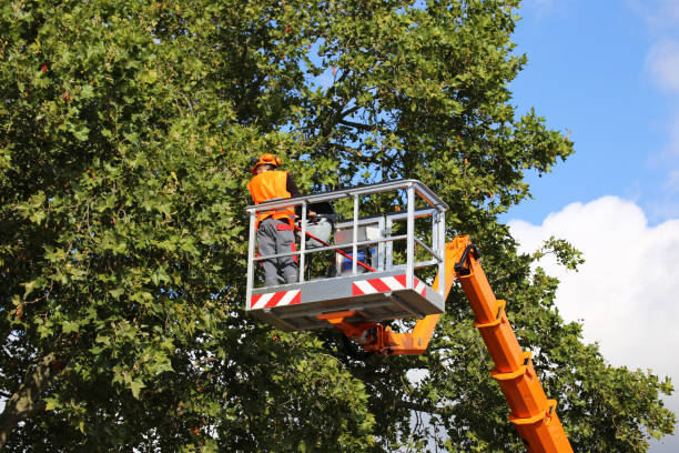 Best Palm Tree Trimming  in Oneonta, NY